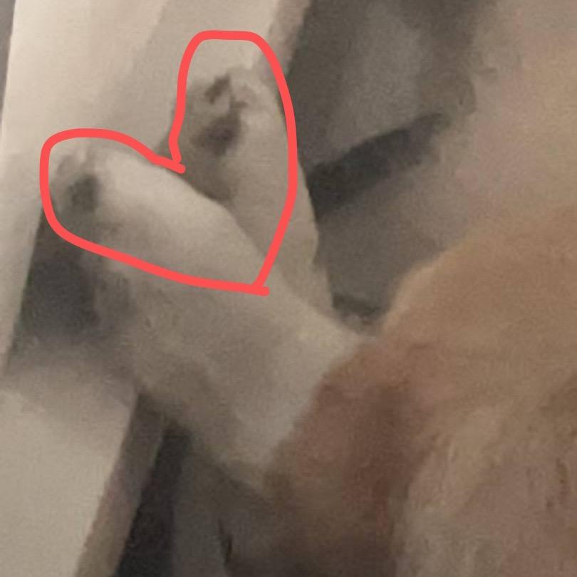 聪明的来福