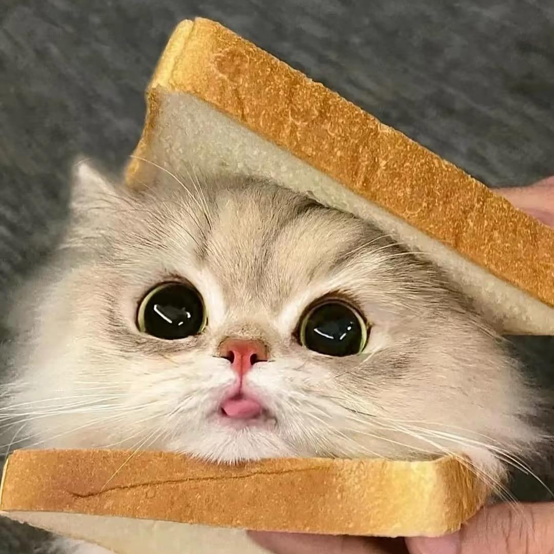 呆呆不呆