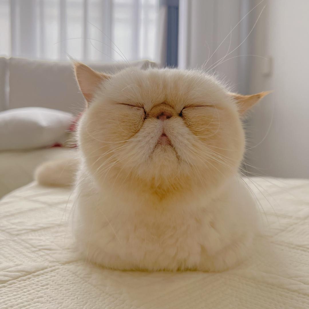 意外惊喜喵
