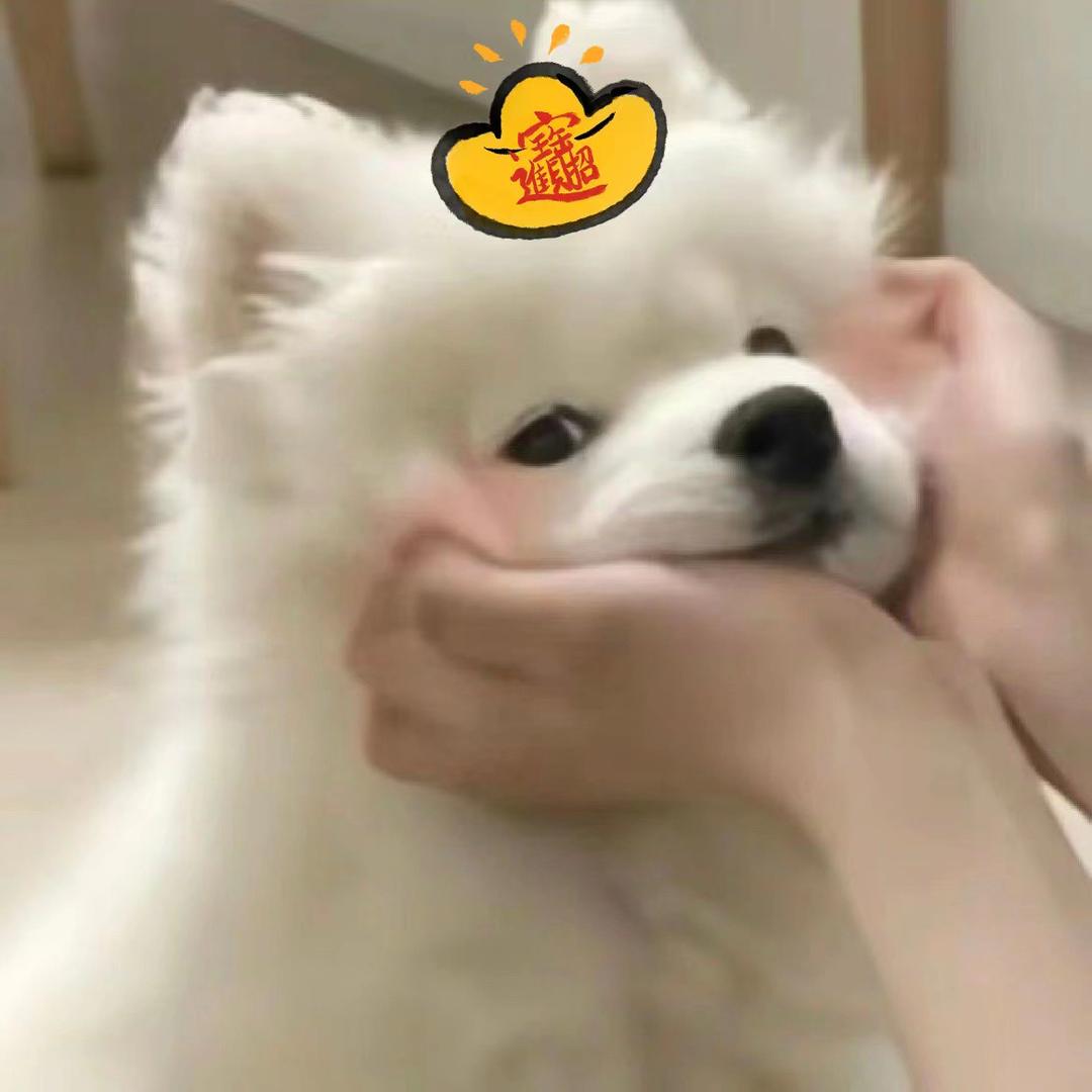 萨摩耶耶蛋