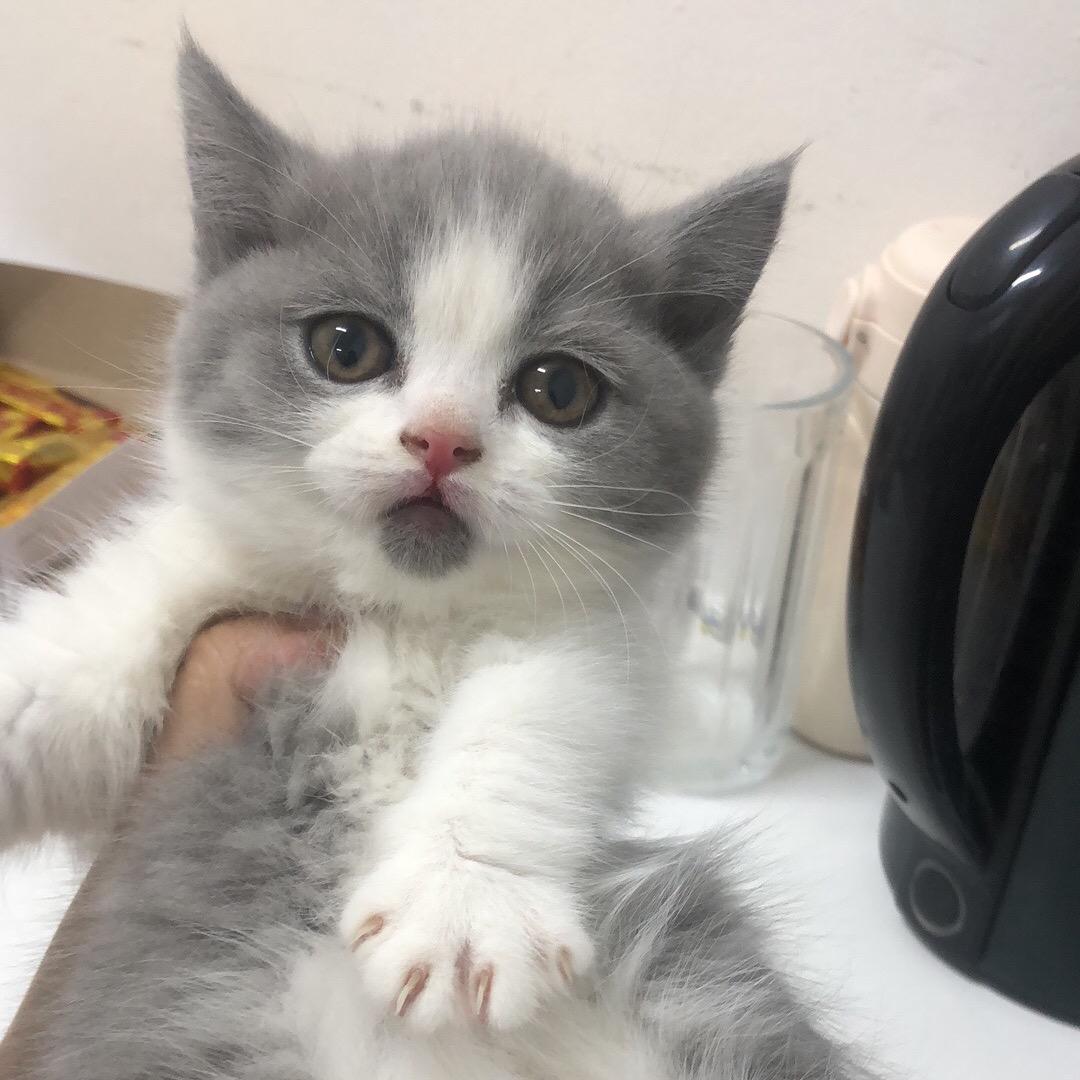 琪琪的猫
