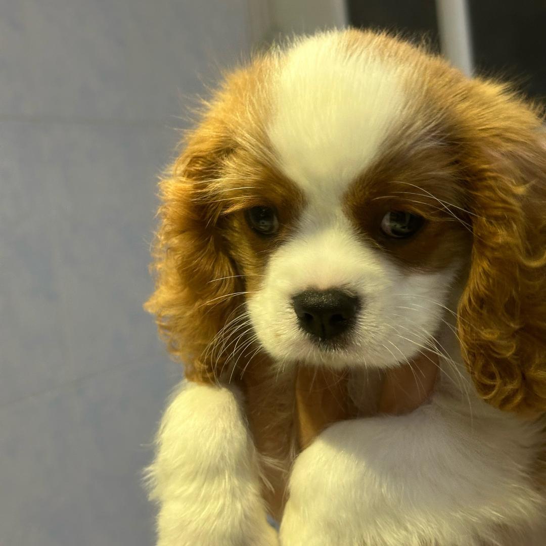 成都查理王🐶（买🐶私）