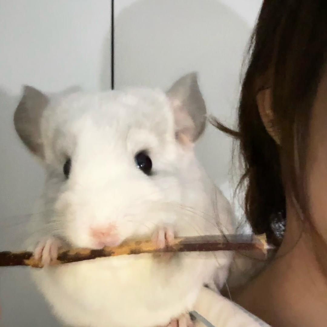 球球是只鼠