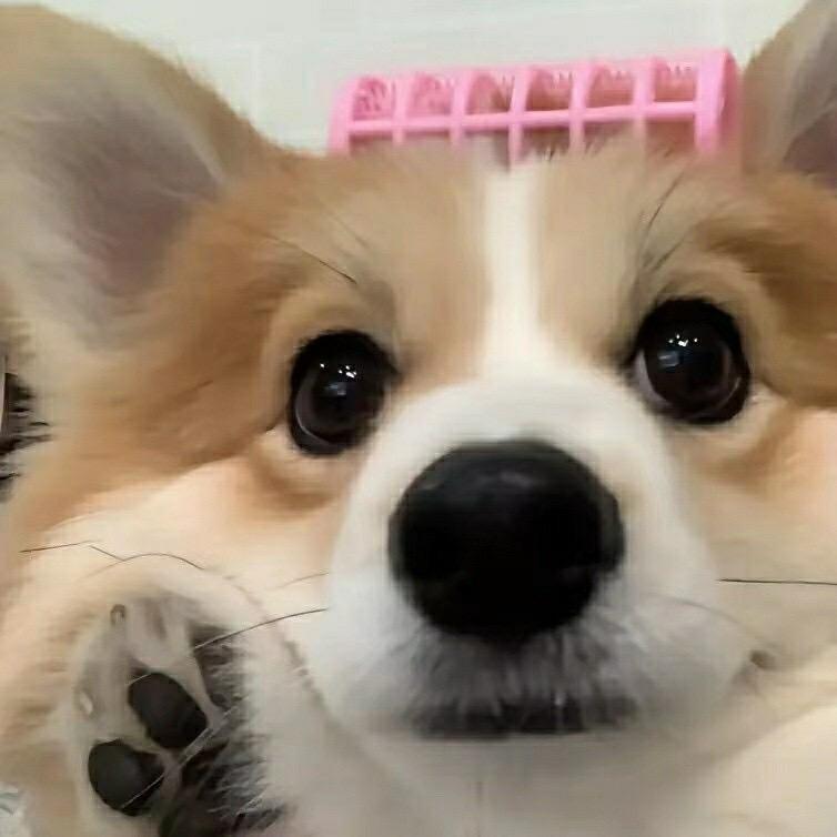 子子追🌟