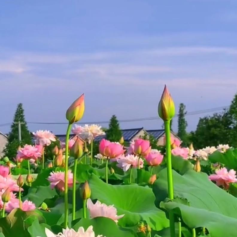 爱跟随@昌江区凤苗互联网经营部