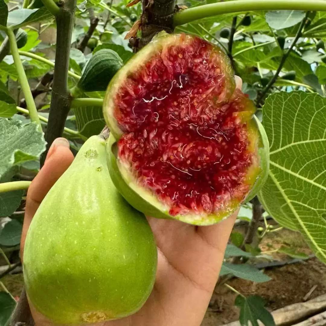 美滋果树苗木专营店