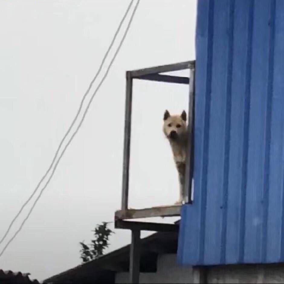 北方的修勾