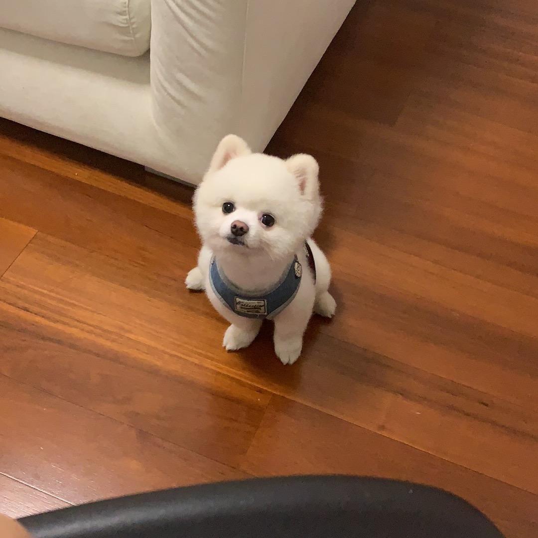哈里爸爸