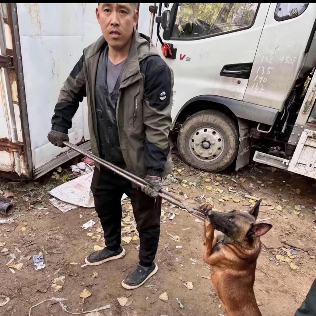 AAA专业套狗谢师傅（19年经验）