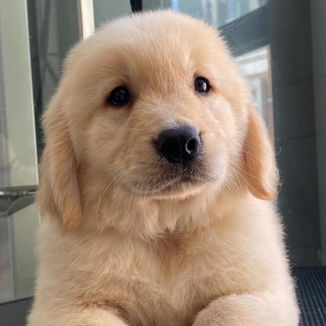 拾环年萌宠甄选