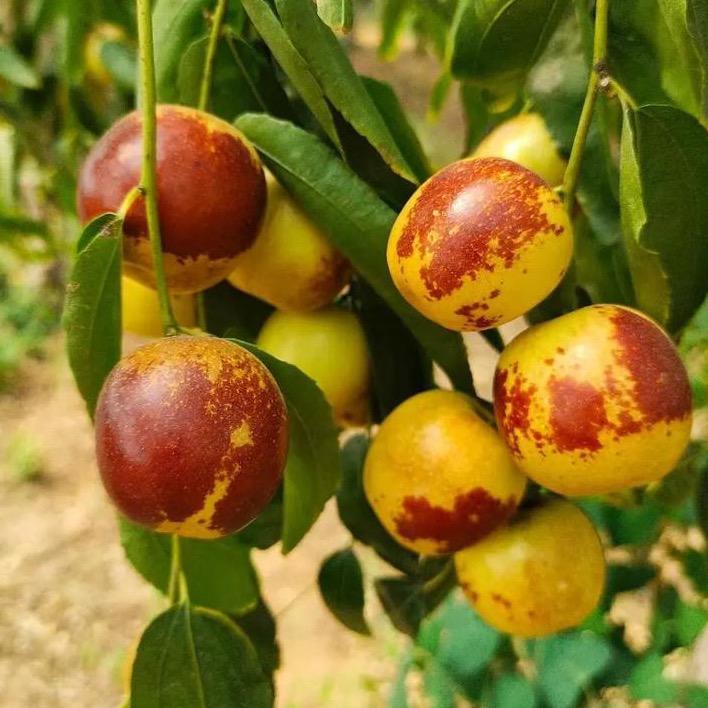 山东沾化新鲜头茬冬枣