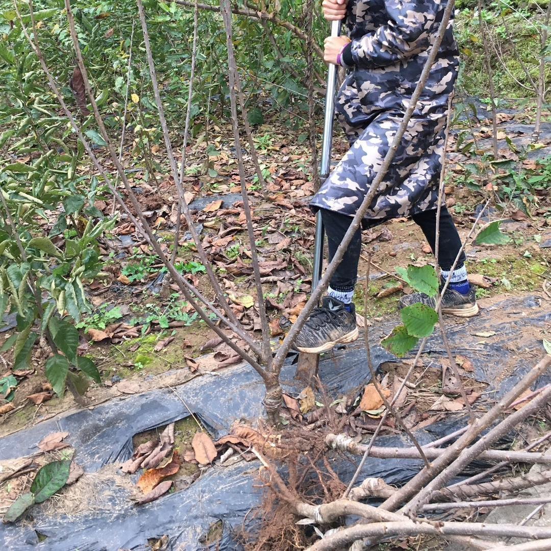 小繁家园艺专营店