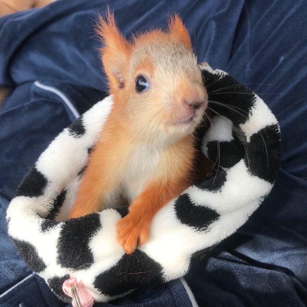 松鼠不加班农场