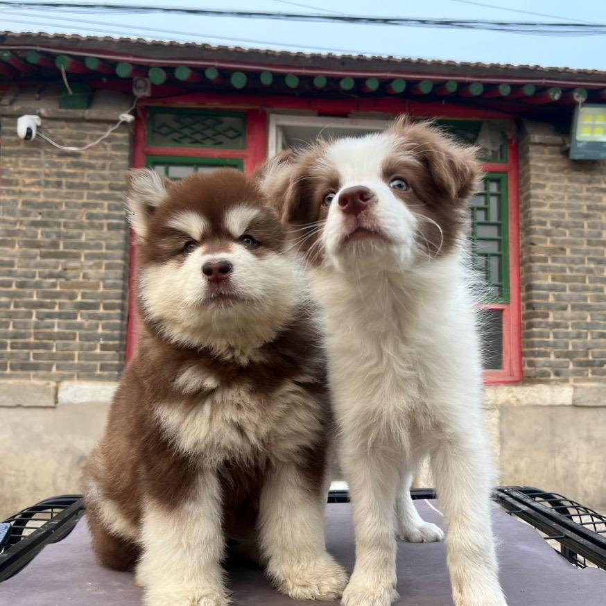 憨憨拿铁炫饭日记