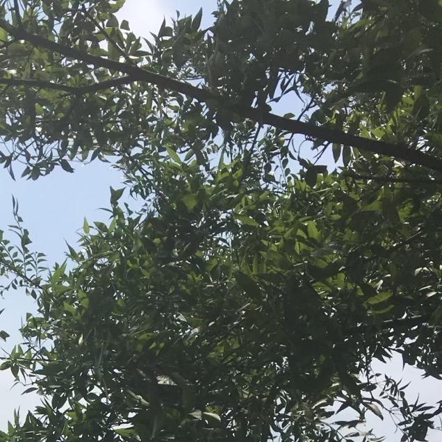 华哥（大道至简）