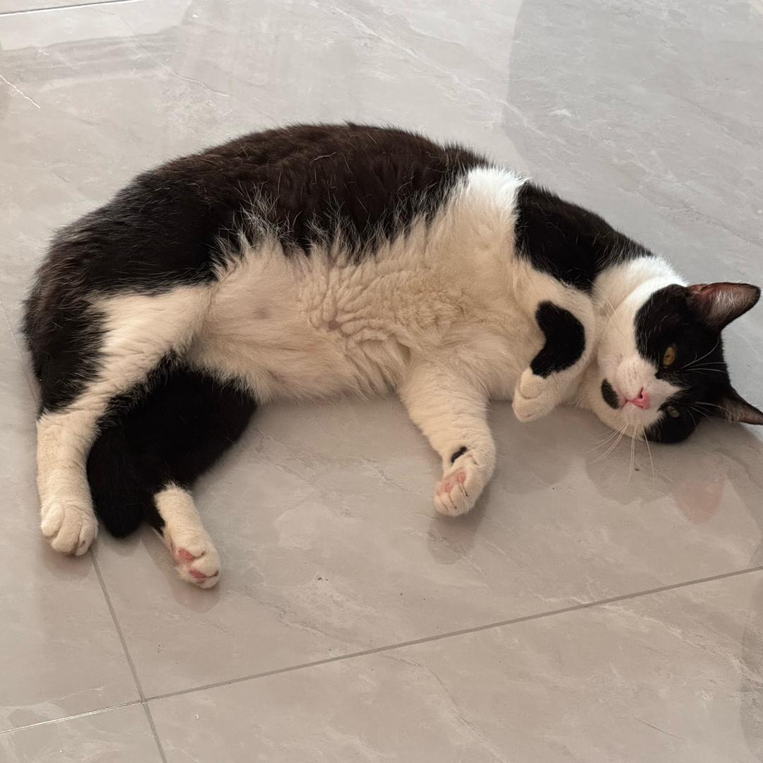 叫十一的猫