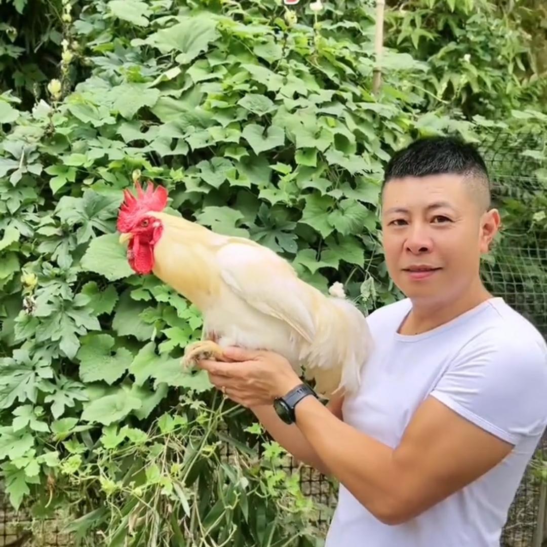 张威  椅子湾农场(诸暨鸡哥)