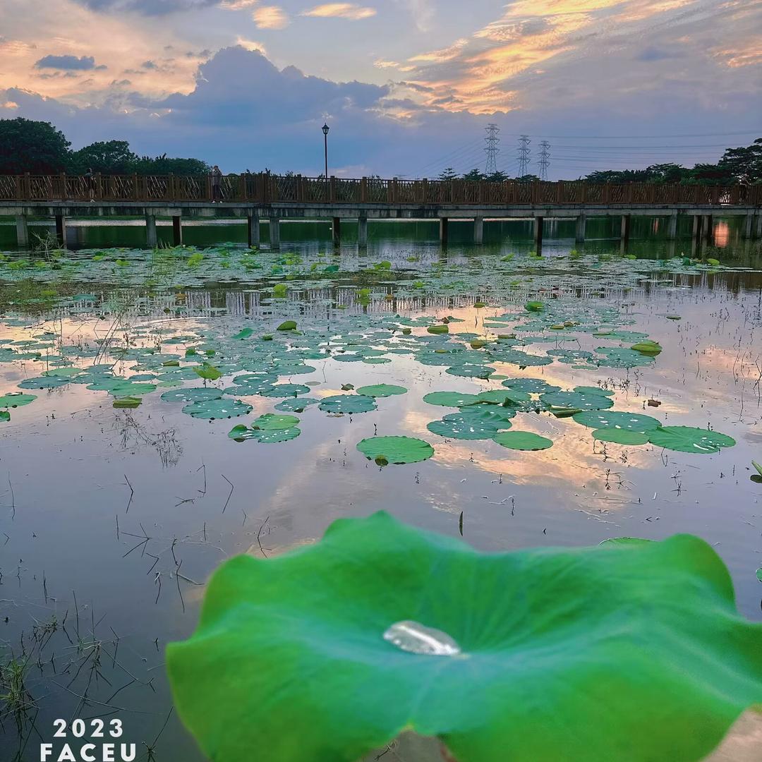 小悦悦