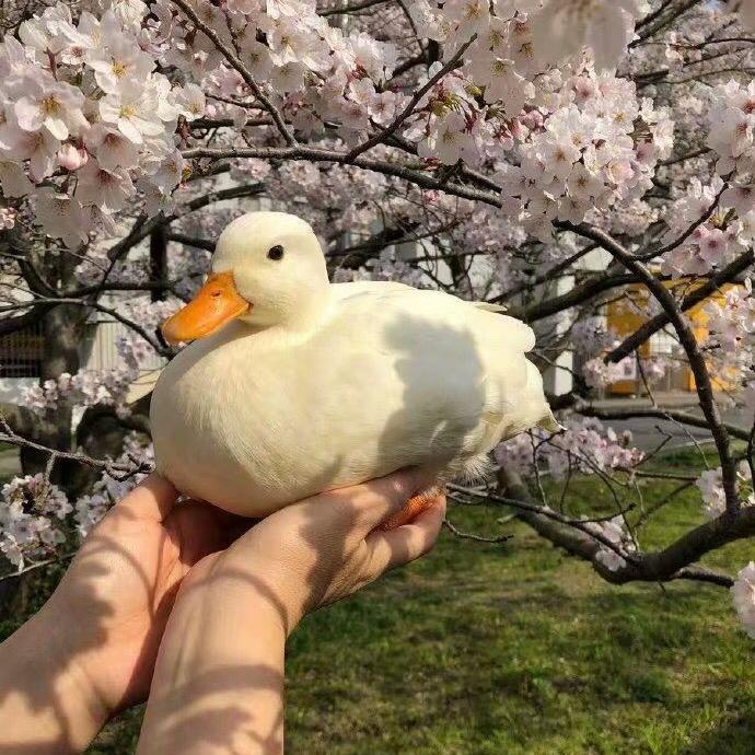 🦆