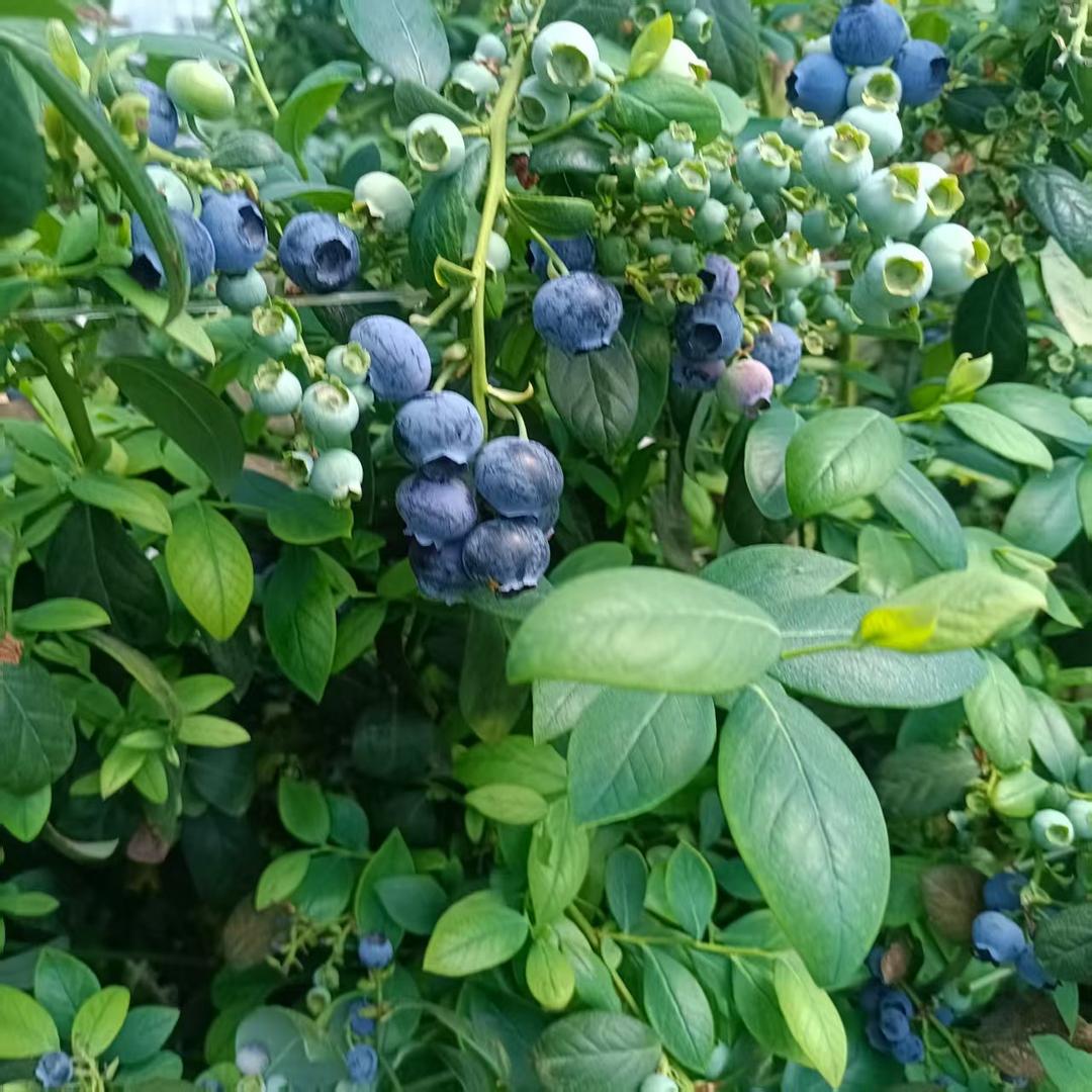 唐宝的花果园