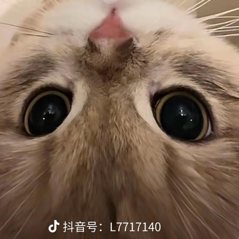 苹果头