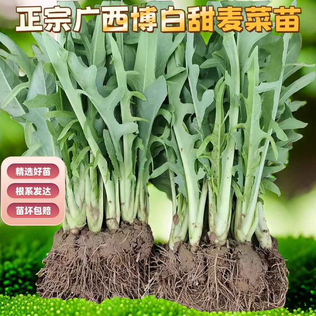 大丰收精选种苗