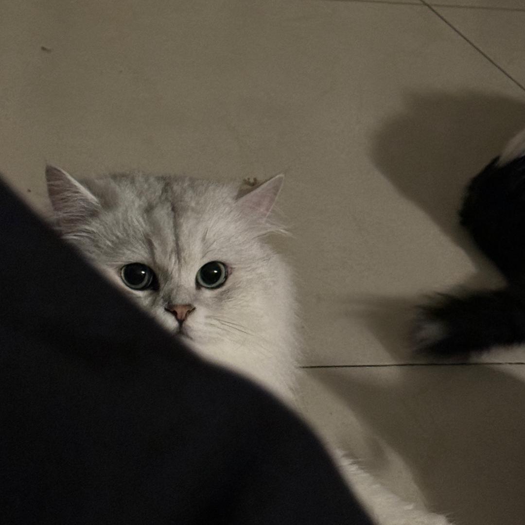 小猫拿铁a