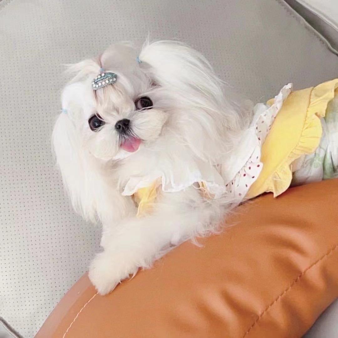 狗来财