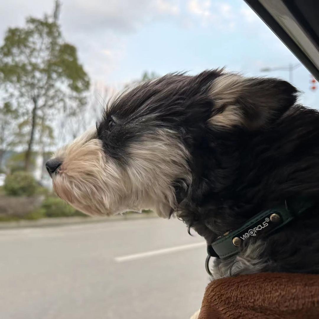糖炒甜栗🌰