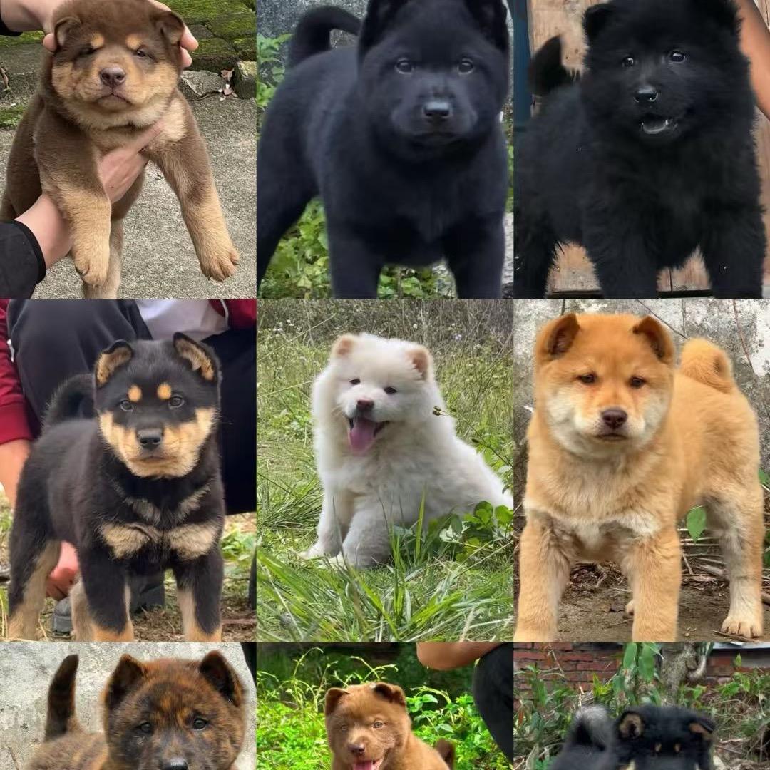田园犬舍2号