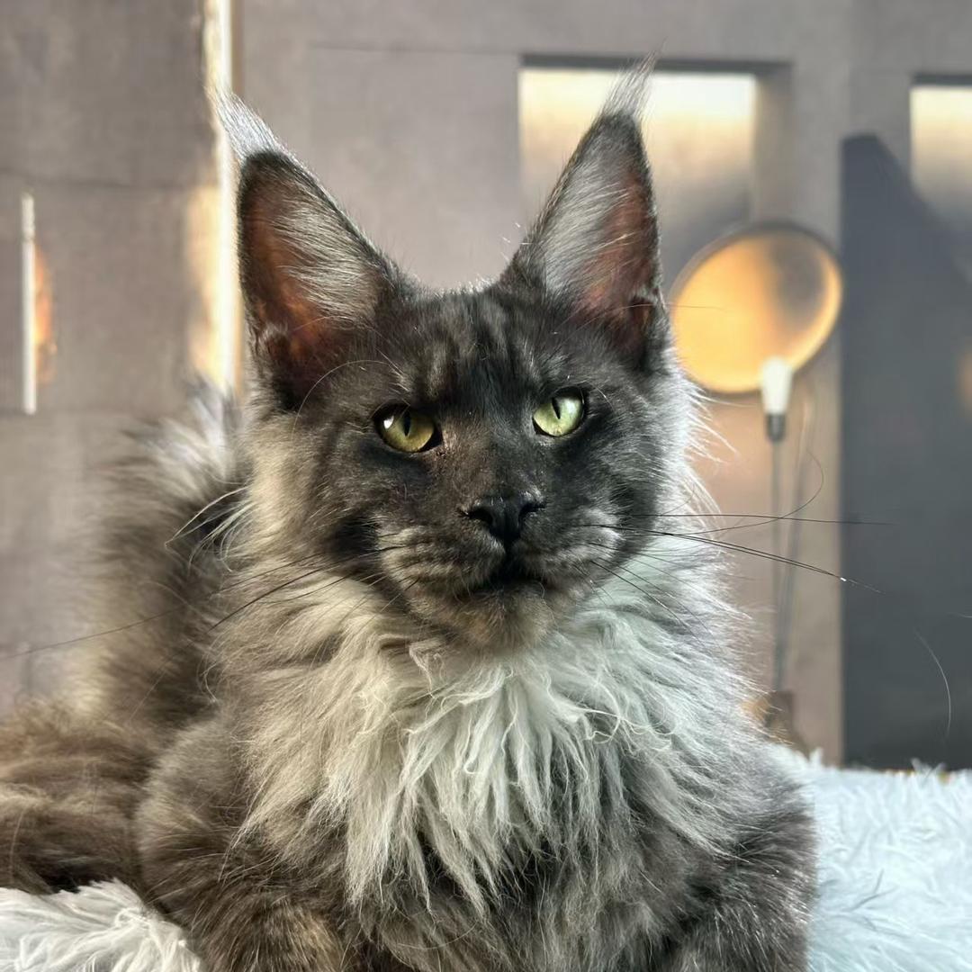 🌺⃕ꦿ҉꯭断꯭念꧔ꦿ້ᮨ໌࿐͒：811