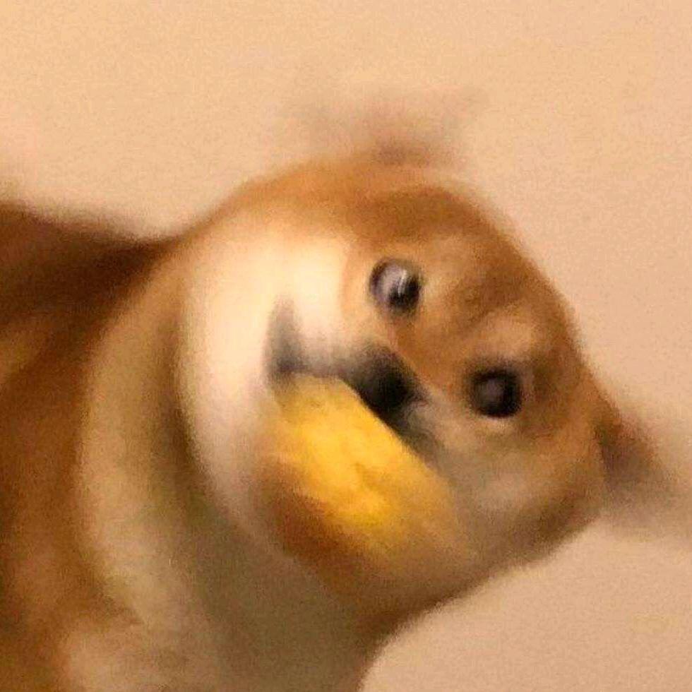 东哥.
