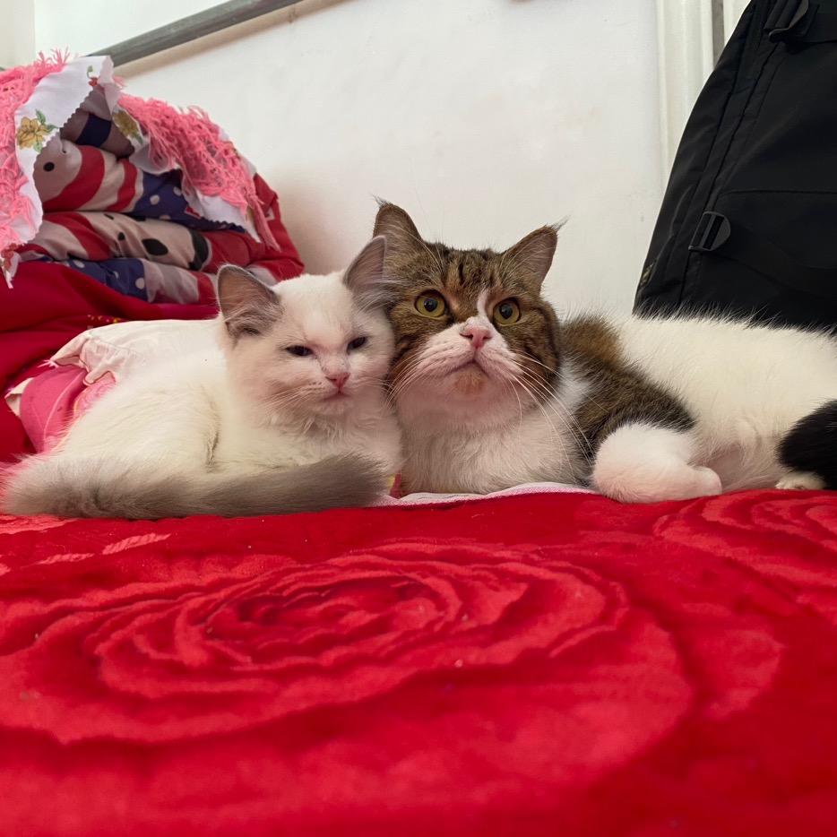 贰人贰猫