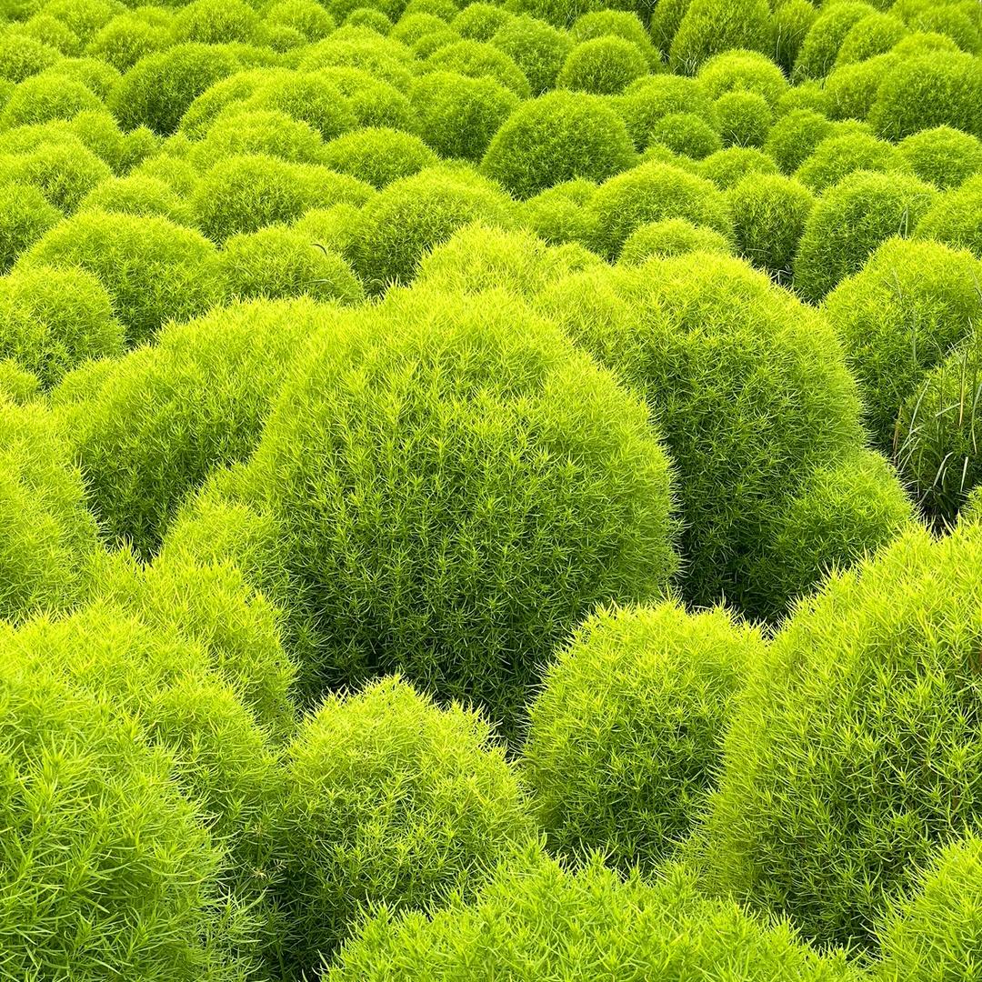 “哈哈镜”@抖音