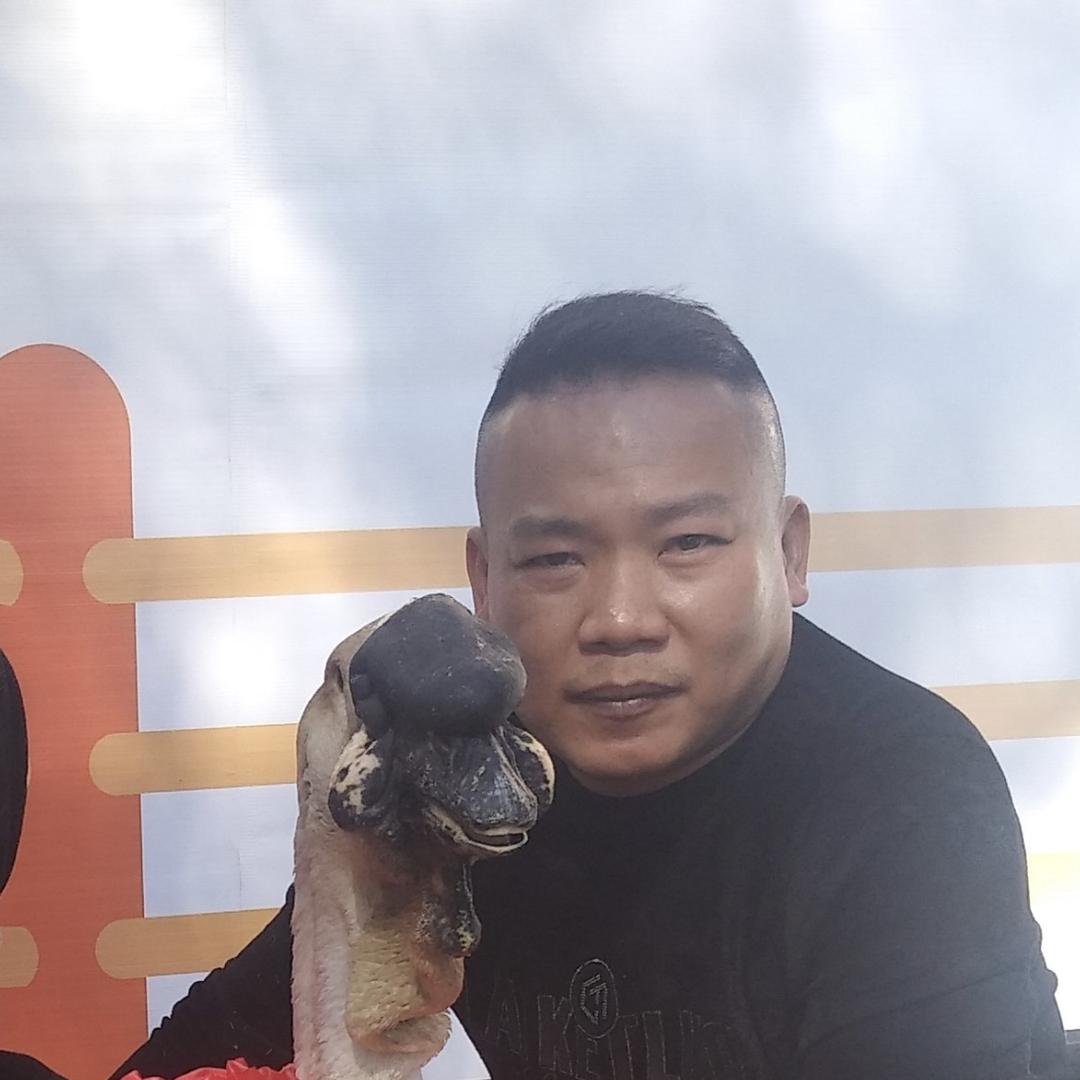 展意狮头鹅系列