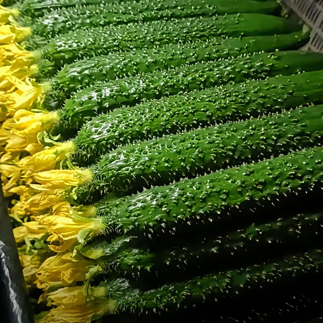 康满田农业黄瓜种植