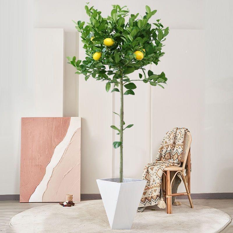 星派果豪忆果树苗木专卖店