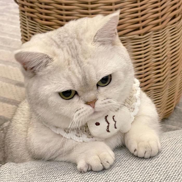 柚子宝