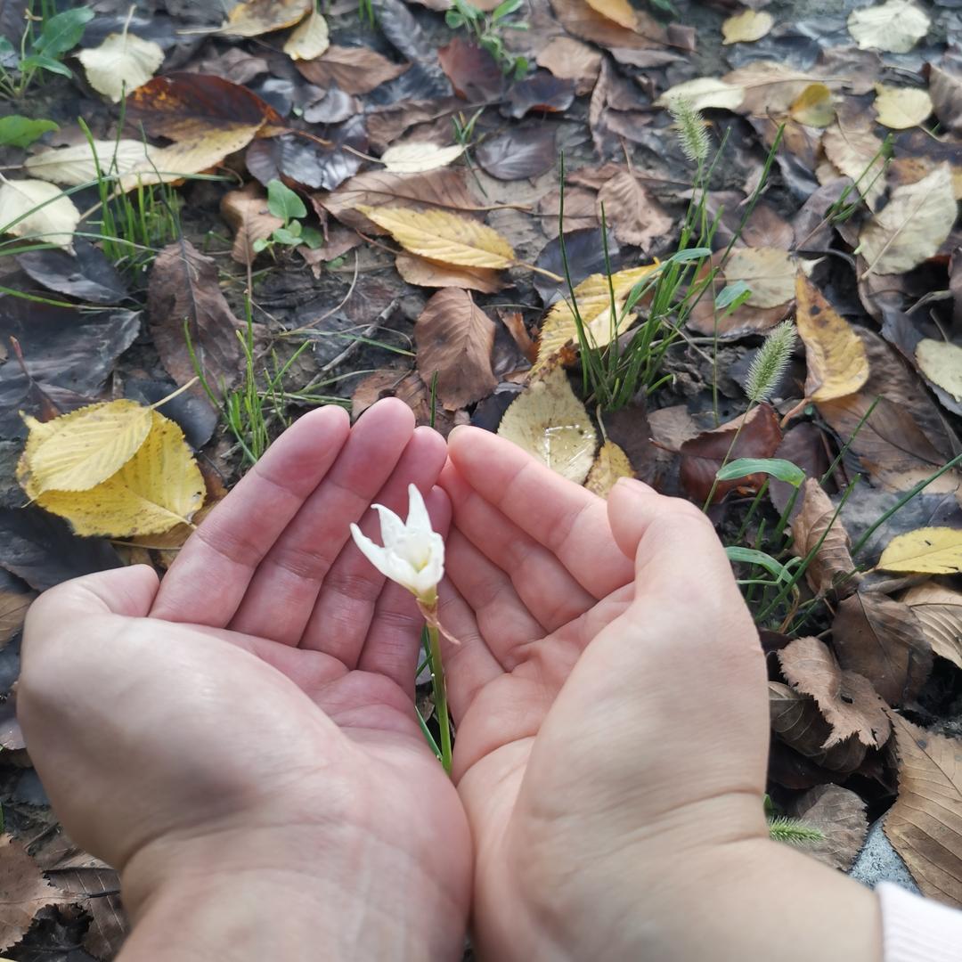 早鸟儿