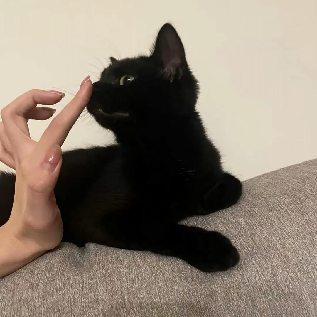 ᅠᅠᅠ猫