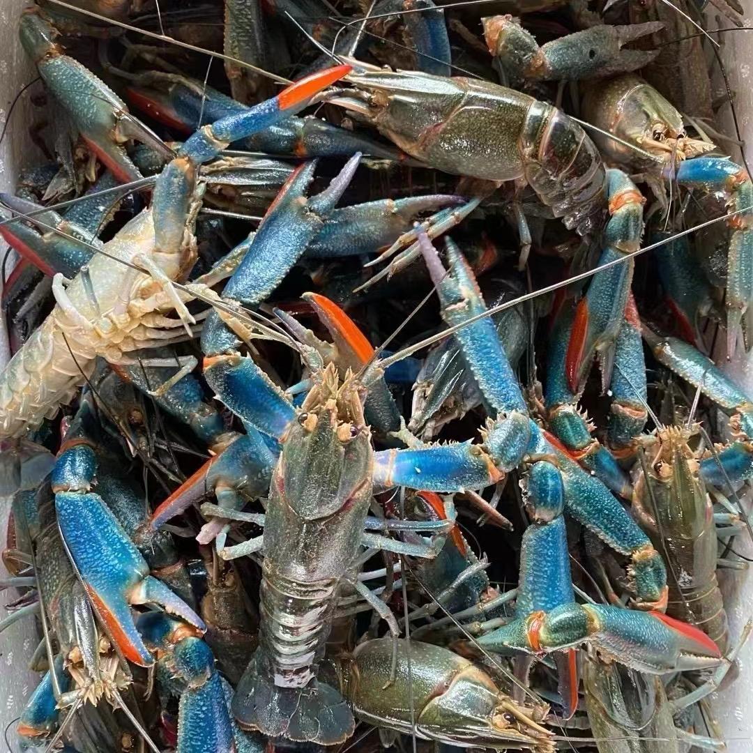 蓝龙虾收售~亮