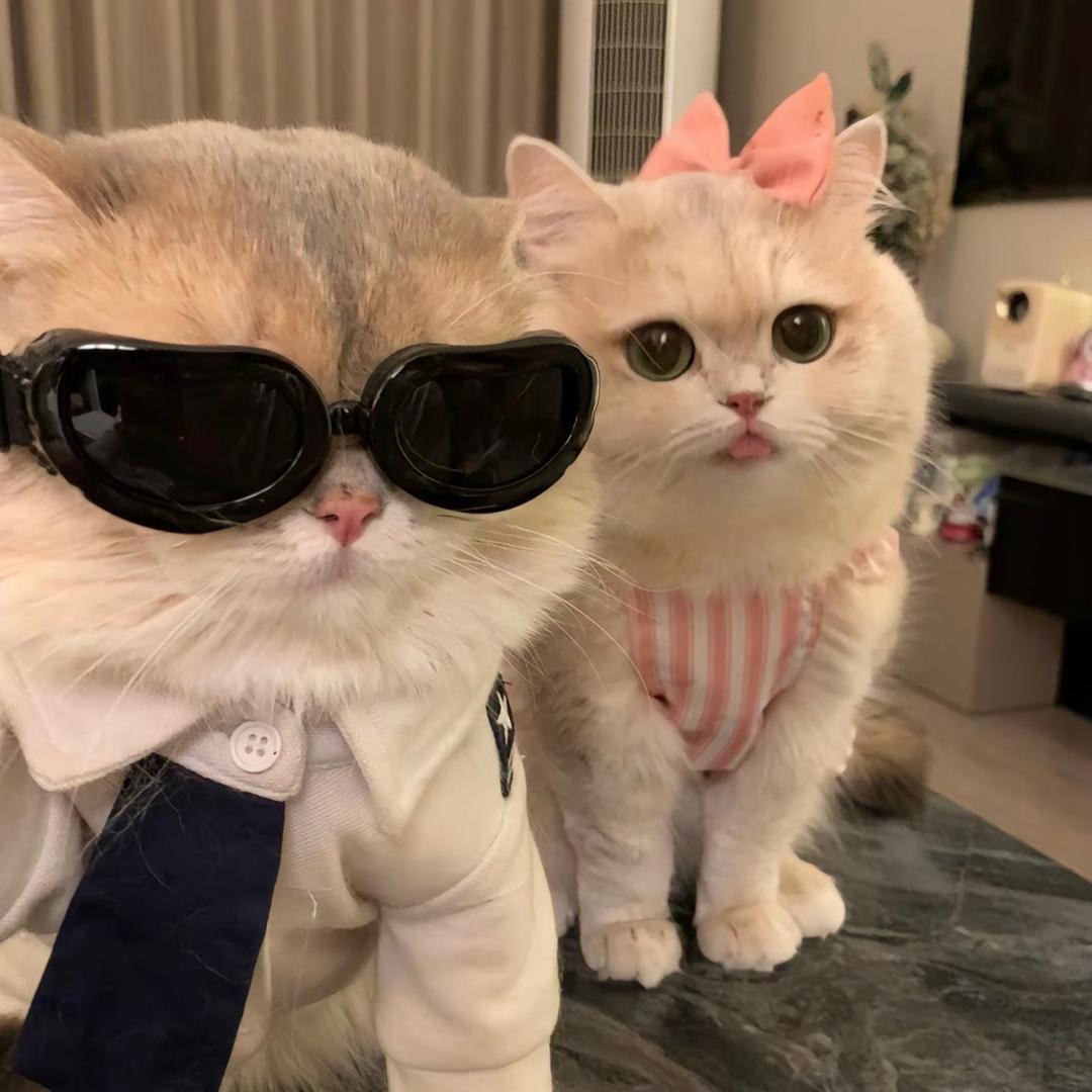 🌈狗宁