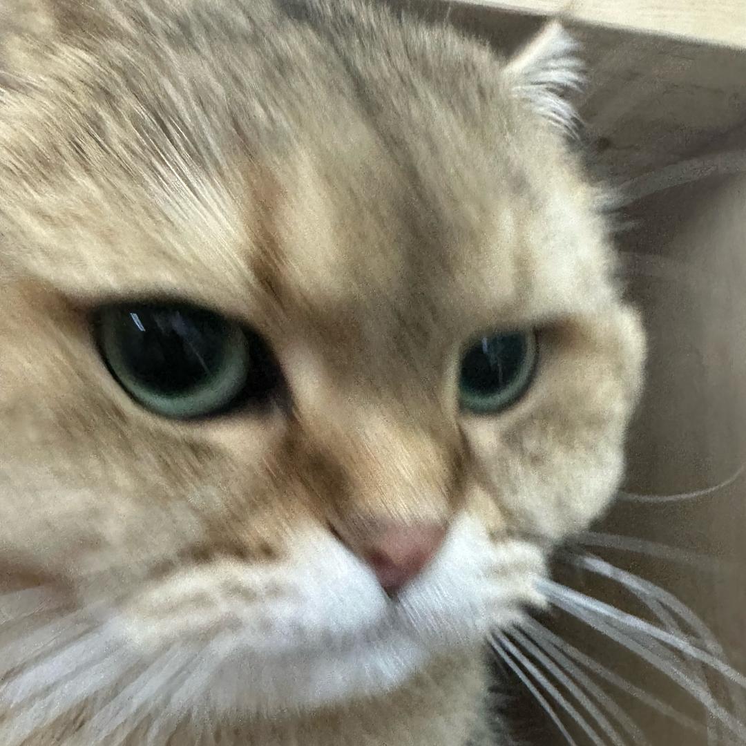 喝早茶必点虾饺