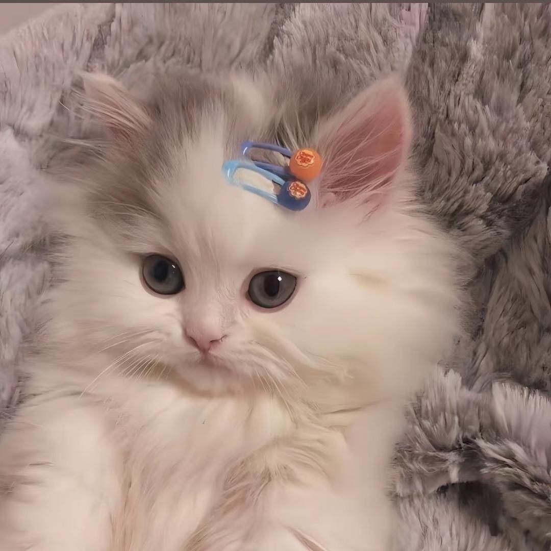 哈尼~M