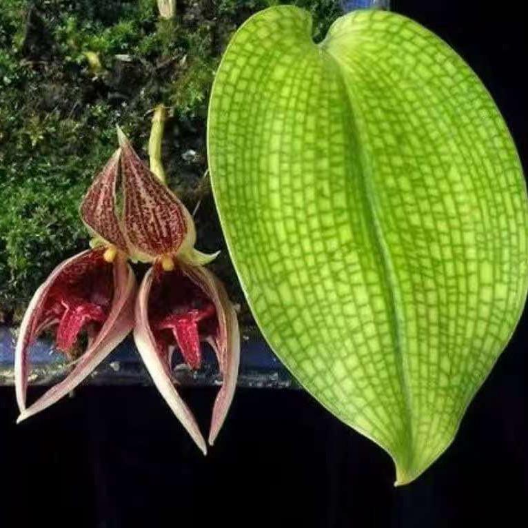潘朵拉的花圃