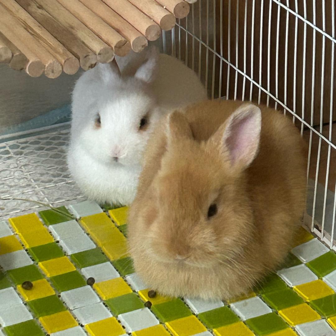 元宝和毛球的幸福生活