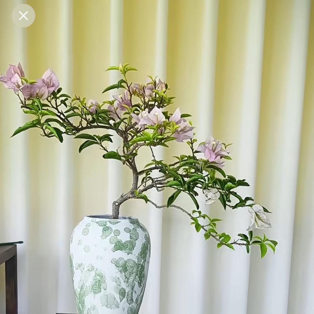 阿莲（首播筹备中）