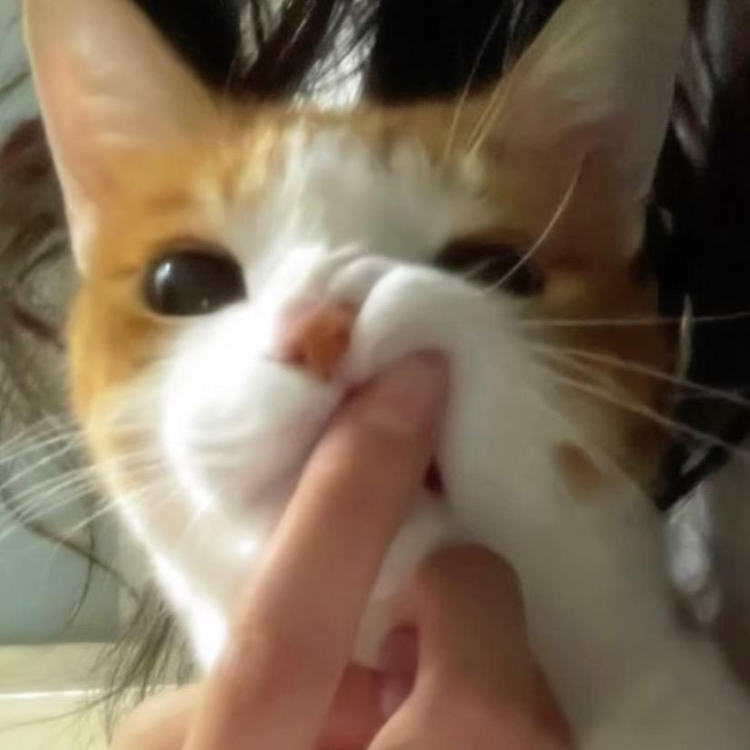 总而言之非常可爱