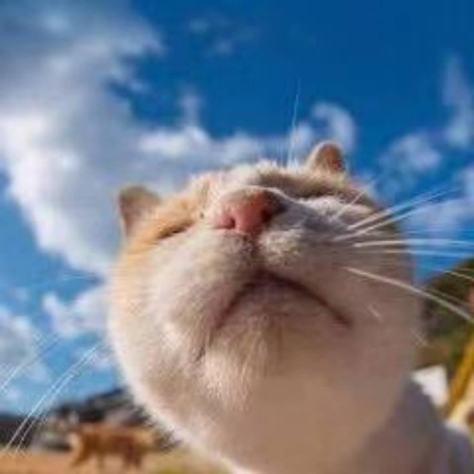 冷残烛°