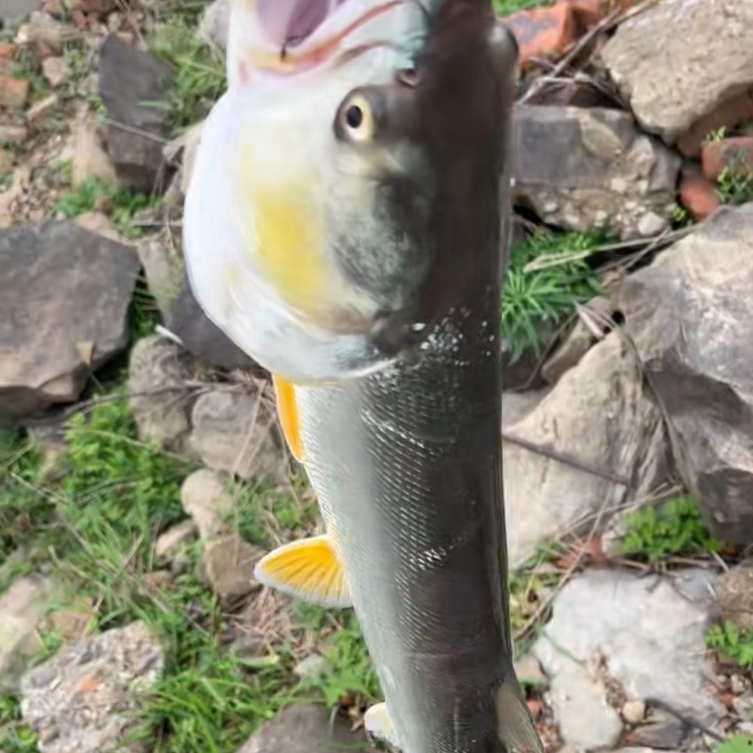 🌈夺鳜小能手